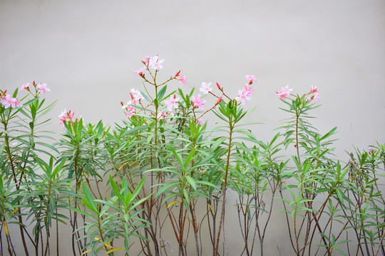 粉红花背景