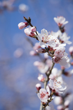 春天山桃花盛开