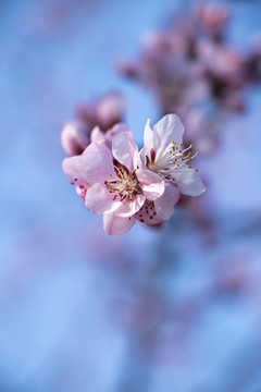 春天桃花盛开