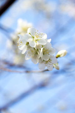 春天淡雅桃花盛开