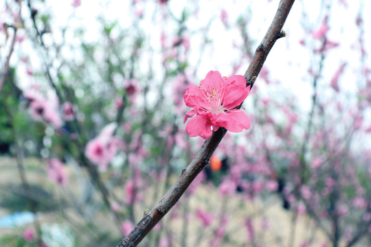 桃花特写