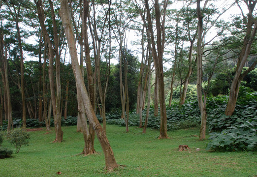 深圳莲花山公园