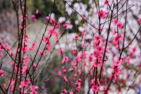 桃花