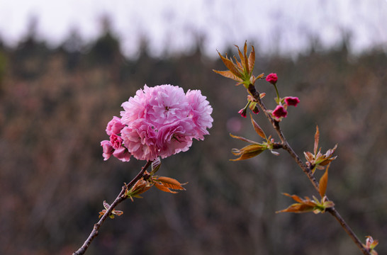 樱花