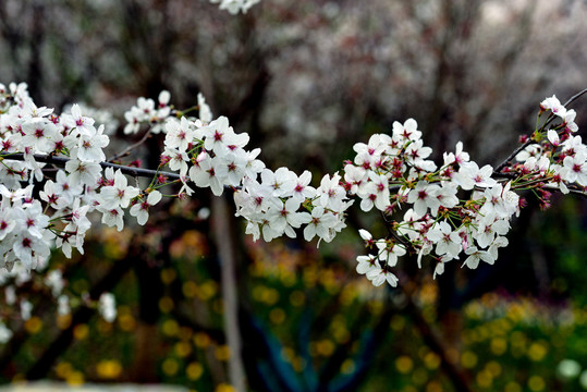 樱花