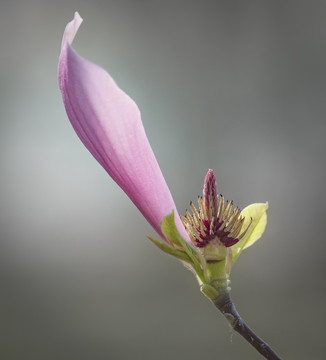 玉兰花蕊