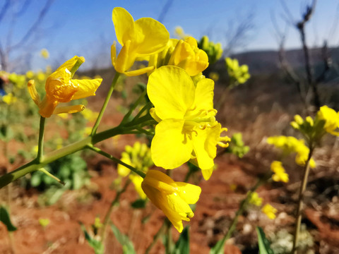 油菜花盛开