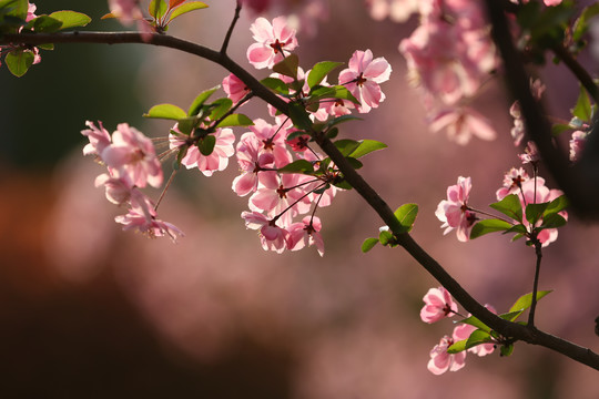 高清海棠花