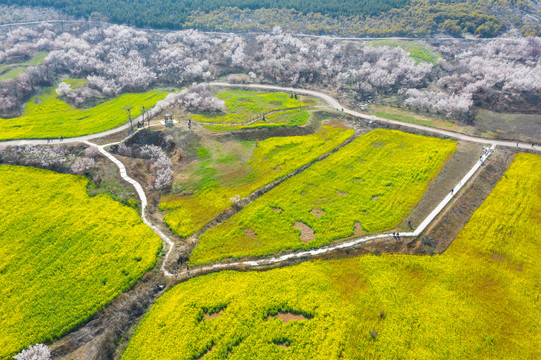 航拍徐州铜山吕梁圣人窝油菜花地