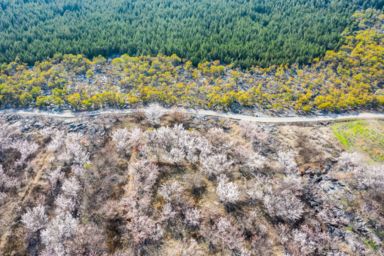 航拍徐州铜山吕梁圣人窝樱桃采摘