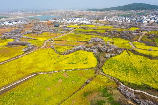 航拍徐州铜山吕梁圣人窝油菜花地