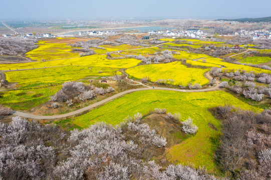 航拍徐州铜山吕梁圣人窝油菜花地