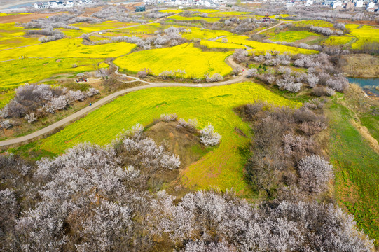 航拍徐州铜山吕梁圣人窝油菜花地