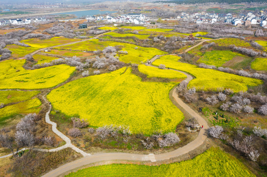 航拍徐州铜山吕梁圣人窝油菜花地