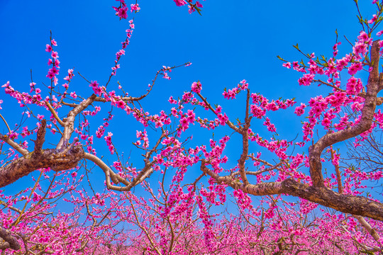 唯美桃花