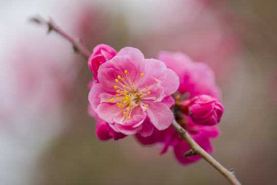 梅花红梅