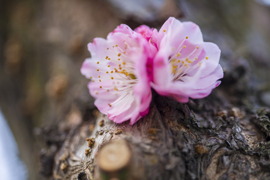 梅花红梅