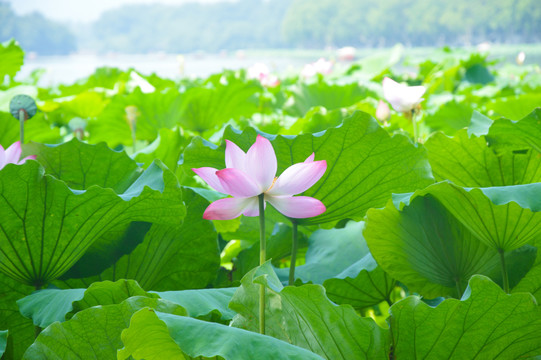 杭州西湖荷花