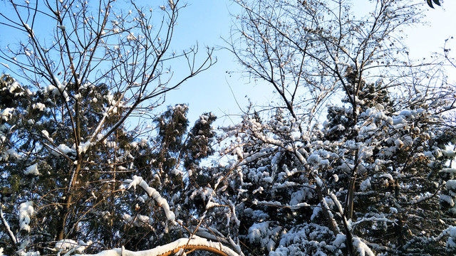 森林雪景