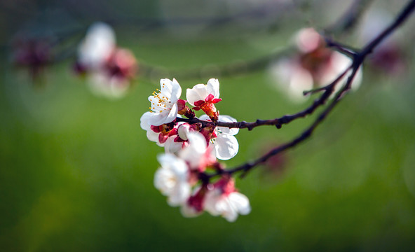 杏花闹春