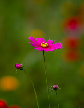 格桑花