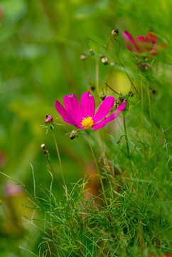 格桑花