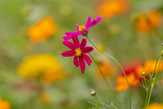 格桑花