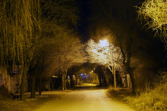 夜幕下的树与路灯