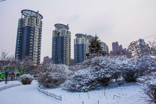 树木丛人行路雪景与高层建筑群