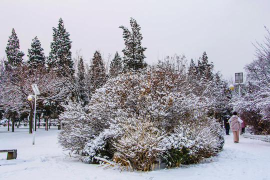 挂着雪花的球状树丛与松树雪景