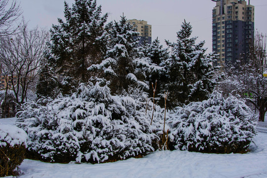 挂着雪花的松树树丛与高层建筑