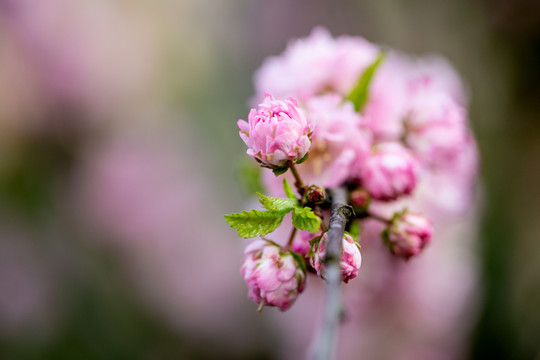 花卉装饰