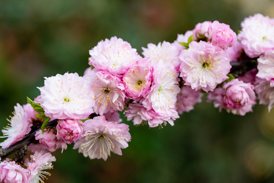 花卉背景