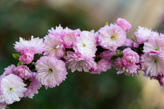 花卉背景