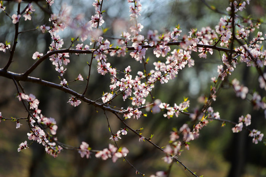 春暖花开