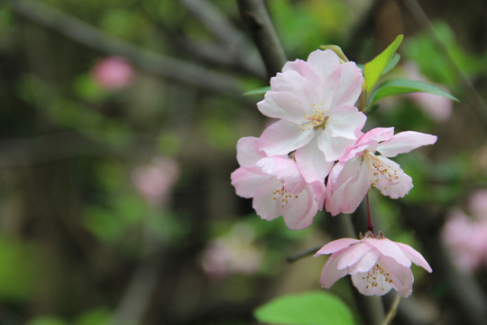 桃花