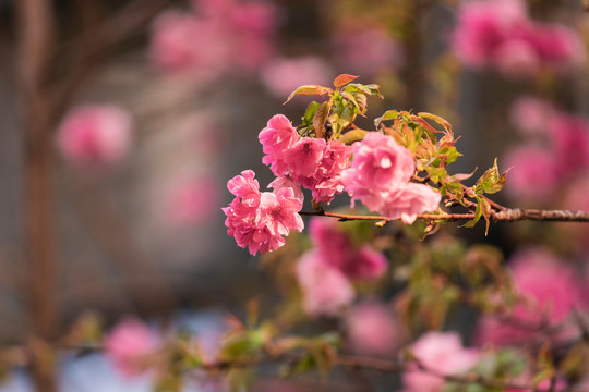 盛开的美丽樱花