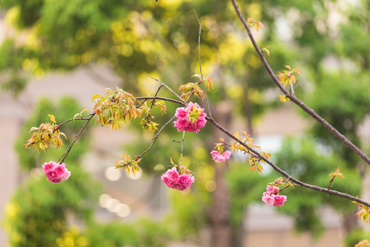 美丽的樱花