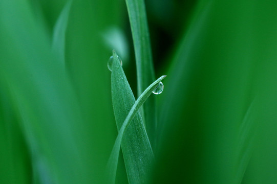 麦苗露珠