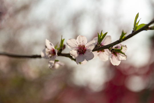 桃花