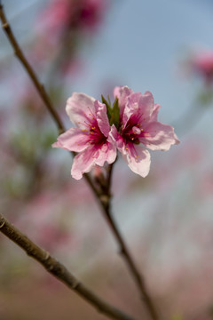 桃花花卉