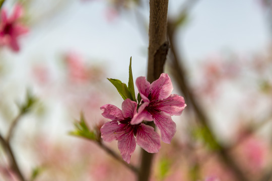 桃花花卉