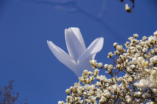 玉兰花