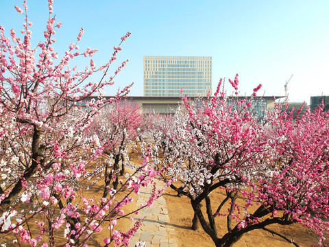 莱州市商务公园梅花