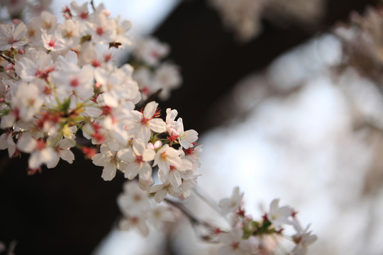 樱花