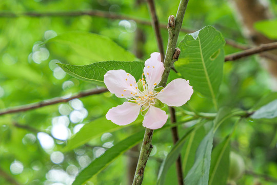 一朵桃花