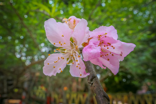 桃园桃花绽放