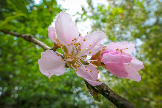 桃花依旧笑春风