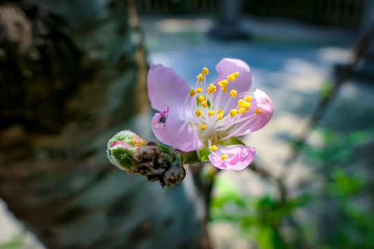 桃花依旧笑春风