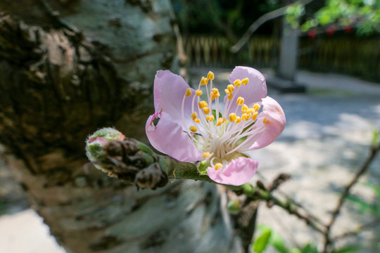 桃花依旧笑春风